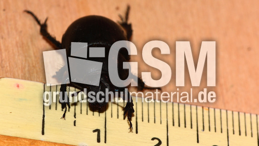 Waldmistkäfer (8).jpg